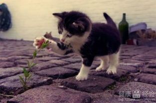 犬猫肠梗阻症状详解