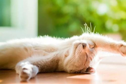 犬猫肠梗阻症状详解