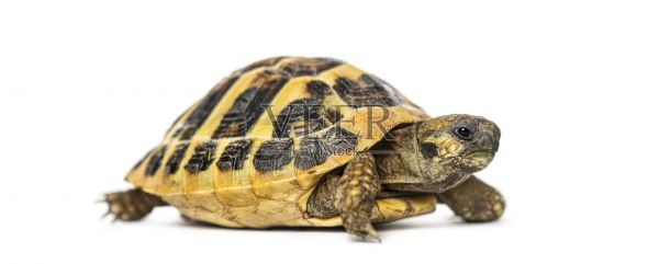 赫曼氏陆龟正面站立在白色背景上照片摄影图片