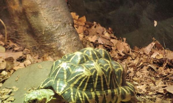 如何饲养印度陆龟（以宠物为主）