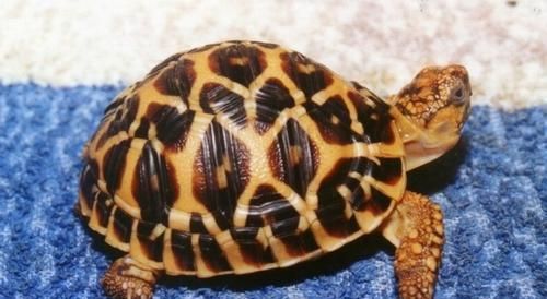 如何饲养印度陆龟（以宠物为主）