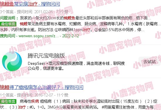 锦鲤鱼病图片与治疗