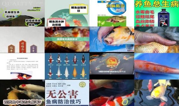 锦鲤鱼病防治大全自查图册