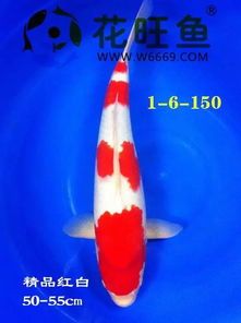 “锦鲤病缸急救指南”