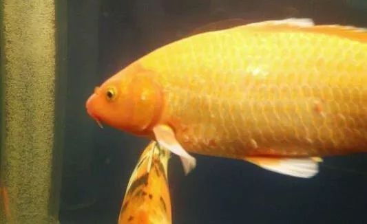 “锦鲤病缸急救指南”