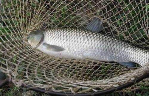 草鱼白头白嘴病治疗攻略，宠物鱼养护必看！