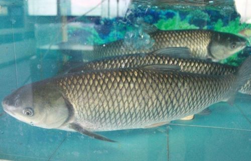 草鱼白头白嘴病治疗攻略，宠物鱼养护必看！