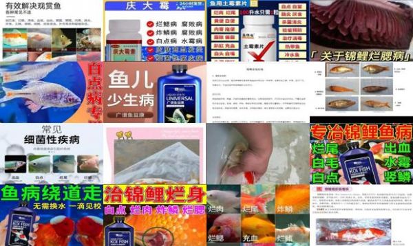 锦鲤鱼病诊断及用药