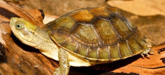 潘氏闭壳龟多少年能繁殖?我告诉你~