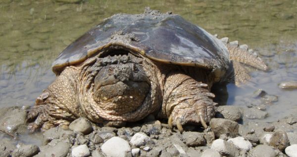 北美拟鳄龟科学养殖全攻略:从环境搭建到疾病防控