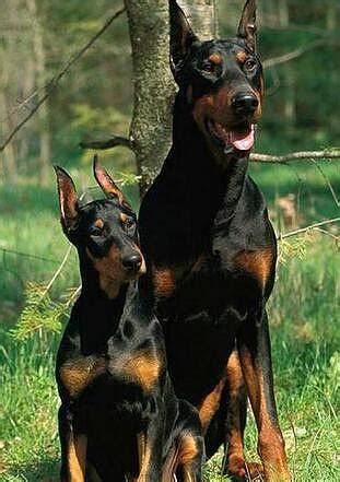 犬品种有多少种,猫咪品种介绍大全