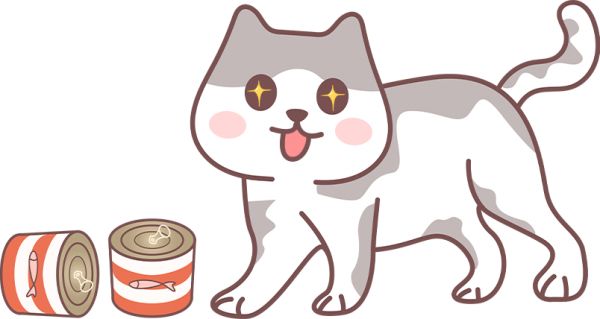 新手养猫要注意什么