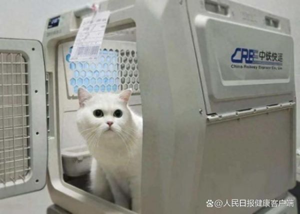 “毛孩子”坐上高铁回家过年啦