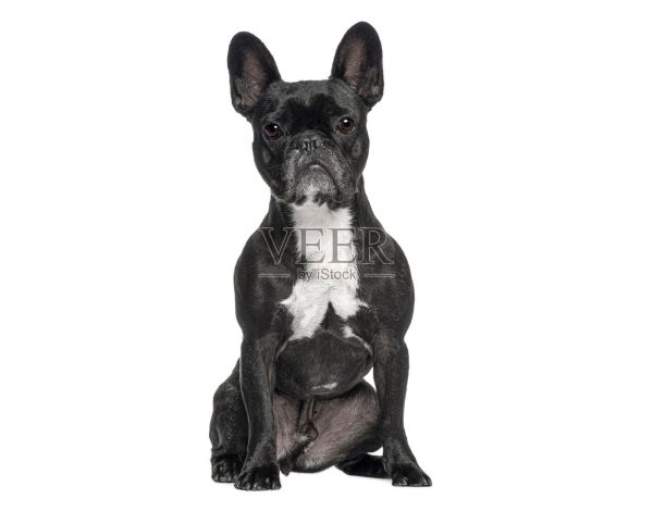 法国斗牛犬坐着，直视镜头照片摄影图片