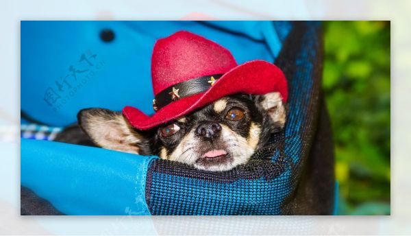 主人怀里的狗狗