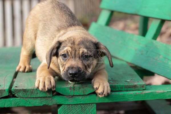 救助一只流浪小狗。一只快乐的小狗正被想要带它离开街头的人们收养。照片摄影图片