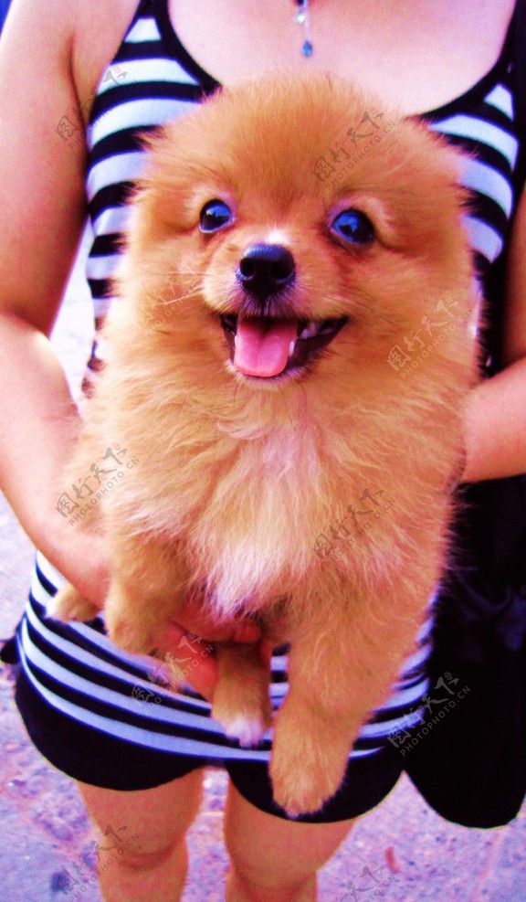 抱着的狗狗图片