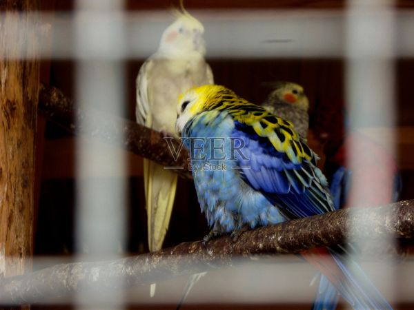 动物园鸟舍里一对虎皮鹦鹉并排坐在木栖木上，圈养的小型异国鸟类，象征着野生动物保护和鸟类物种保护照片摄影图片