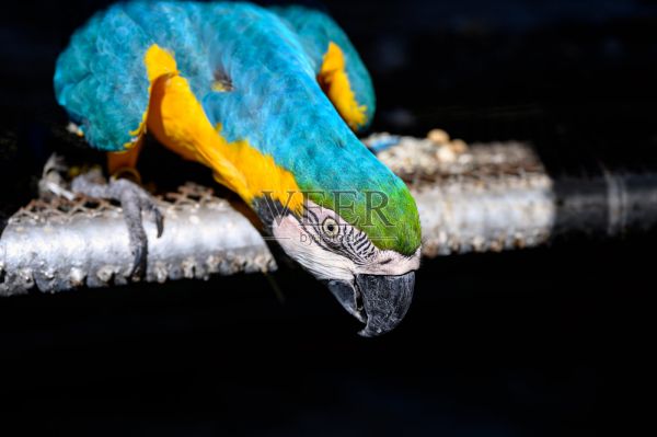 在鸟舍里用黄金刚鹦鹉喂养阿拉拉蓝照片摄影图片