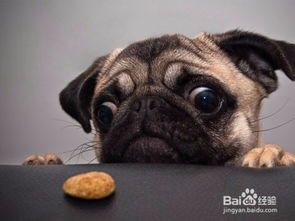 宠物狗零食怎么喂的多呢