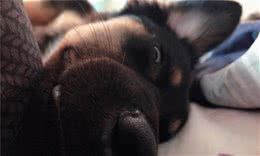 狗狗为了给主人换新家具，把床给拆了，主人：该红烧还是清蒸呢？