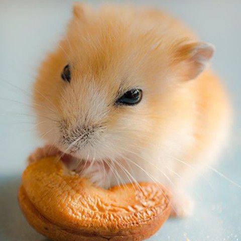 仓鼠 自家繁殖，宠物，金丝熊，仓书