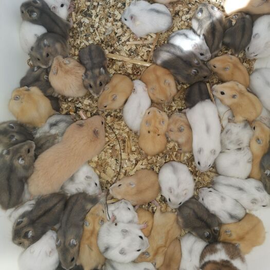 仓鼠 金丝熊批发个50只起，自家繁殖，布丁银狐三线紫仓，金丝熊