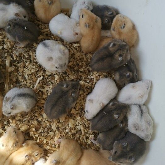 批发零售仓鼠金丝熊