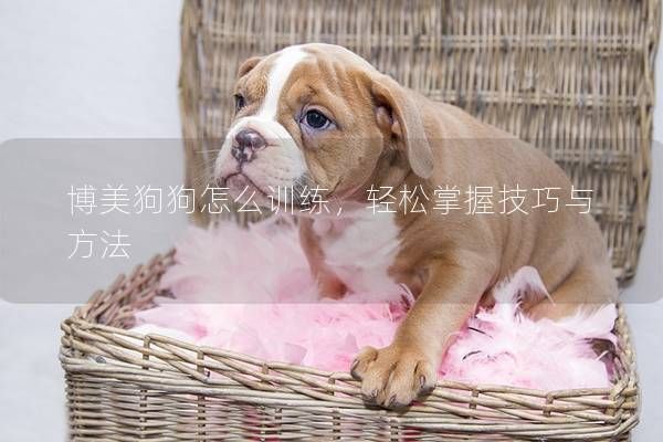 博美狗狗怎么训练，轻松掌握技巧与方法