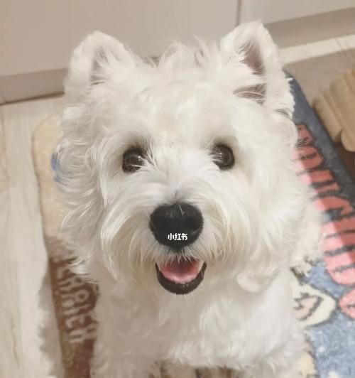 如何训练西高地白梗坐下别动（宠物训练技巧）