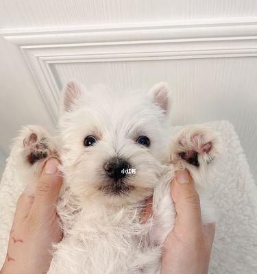 如何训练西高地白梗坐下别动（宠物训练技巧）