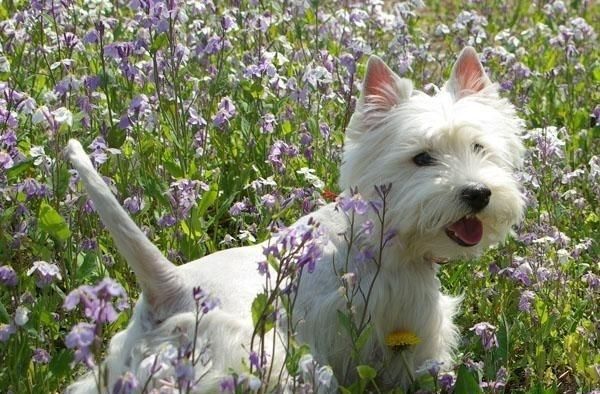 如何训练西高地白梗坐下别动（宠物训练技巧）