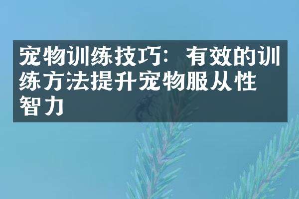 宠物训练技巧：有效的训练方法提升宠物服从性与智力