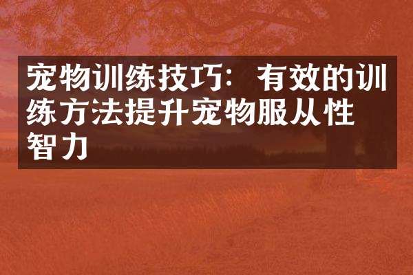 宠物训练技巧：有效的训练方法提升宠物服从性与智力