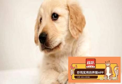 狗狗例假周期，宠物主人必看！