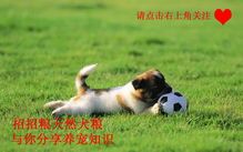 狗狗例假周期，宠物主人必看！