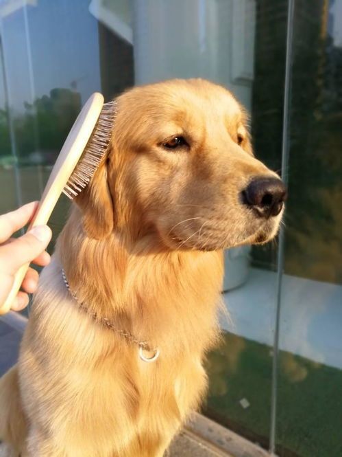 宠物狗毛发护理，掌握生长周期