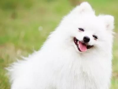 小狗狗长毛周期，了解宠物成长变化！