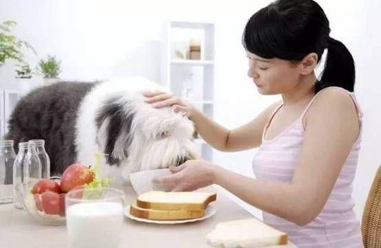 宠物哺乳期注意事项