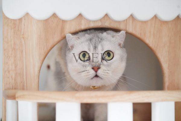 好奇的猫咪从木制游戏屋里探出头来,露出它那双大而富有表现力的眼睛和独特的毛皮图案。玩耍的环境为场景增添了温暖和魅力。照片摄影图片