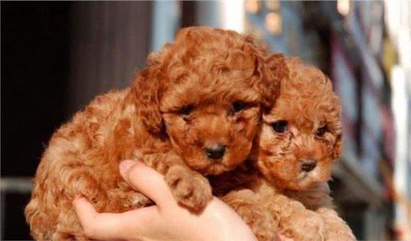 最全的“泰迪犬”挑选指南！总结好了，直接照搬