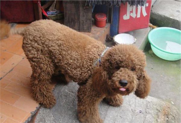 最全的“泰迪犬”挑选指南！总结好了，直接照搬