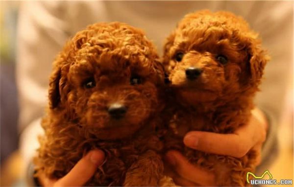 最全的“泰迪犬”挑选指南！总结好了，直接照搬