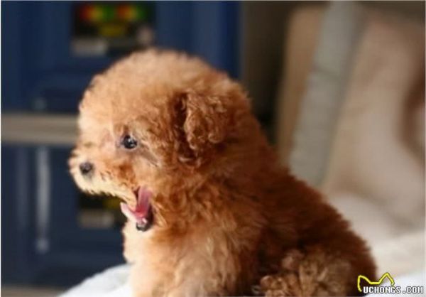 最全的“泰迪犬”挑选指南！总结好了，直接照搬