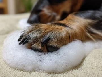 让宠物毛发变得光亮通透的妙招