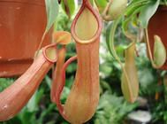 食虫植物的浇水要点