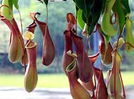 猪笼草的营养管理要点