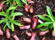 猪笼草的饲养环境要点