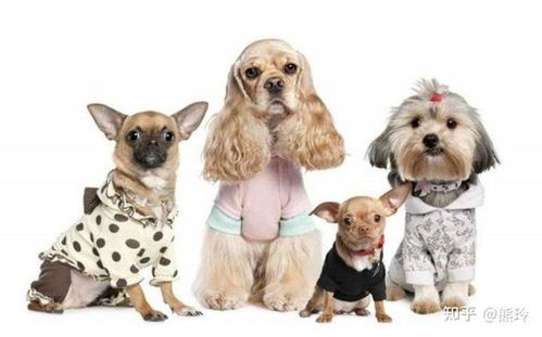 宠物必备清单，萌宠生活必备！