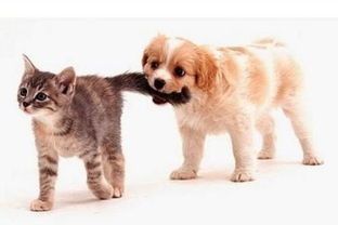 宠物必备清单，萌宠生活必备！